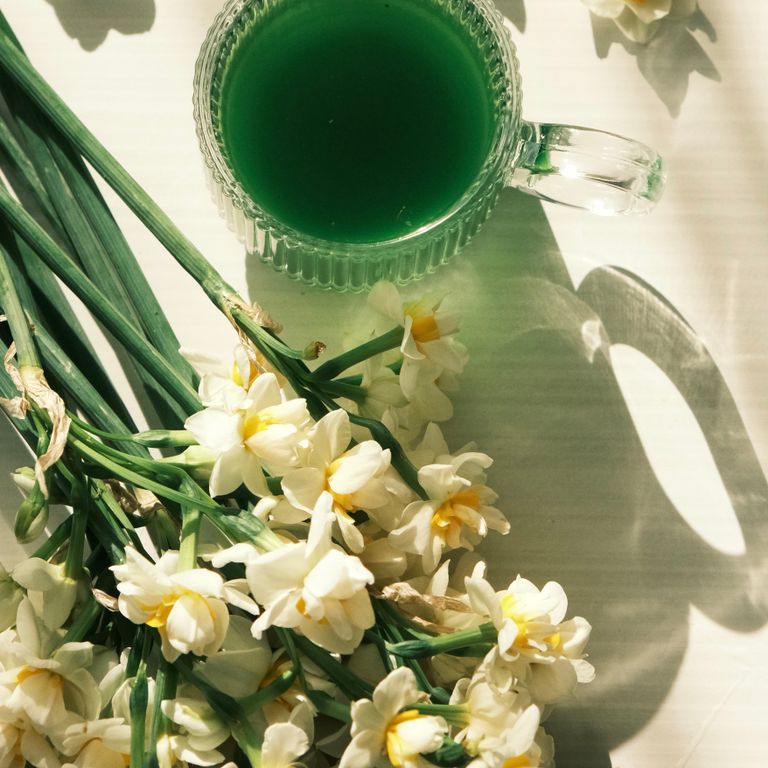 Glass of green tea surrounded by blooming daffodils in warm sunlight.